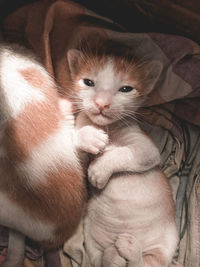 High angle view of cat relaxing on bed