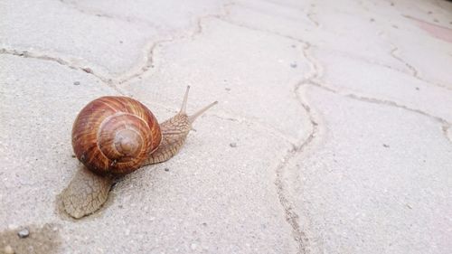 Close-up of snail on sand