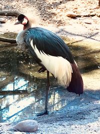 Bird perching on a lake