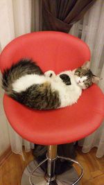 Cat relaxing in the dark