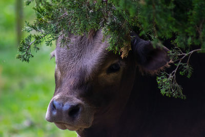 Heavenly bovine