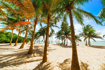 Palm trees on beach against sky