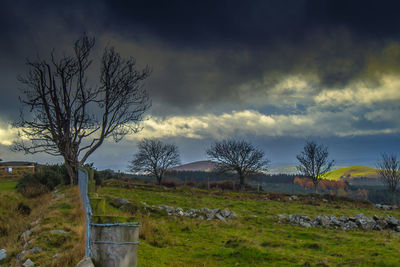 Bare tree on field against sky