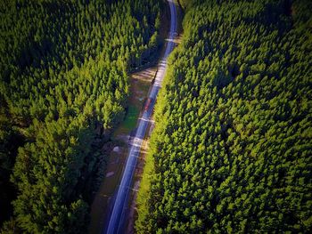 High angle view of road amidst trees