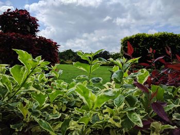 Close-up of fresh green plants against sky