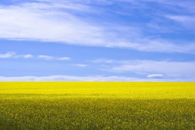 Scenic view of field against sky