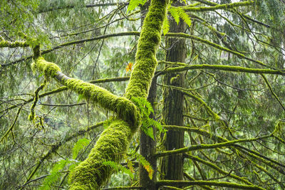 Low angle view of tree growing in forest