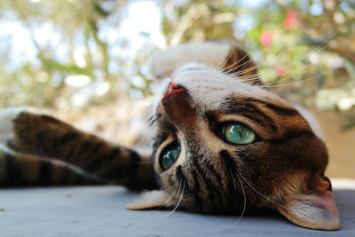 Close-up of cat lying down on floor