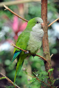 Green parrot perched on the branch of a branch