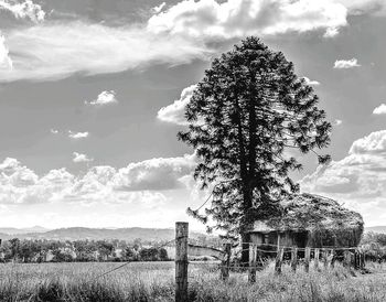 Tree against sky