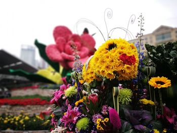 Close-up of yellow flowers against blurred background