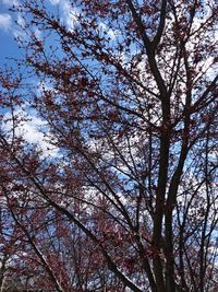 Low angle view of tree against sky