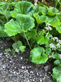 High angle view of plant growing on field