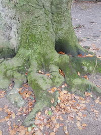 Lizard on tree trunk during autumn