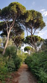 Road amidst trees and plants against sky