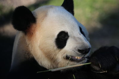 Close-up portrait of a animal