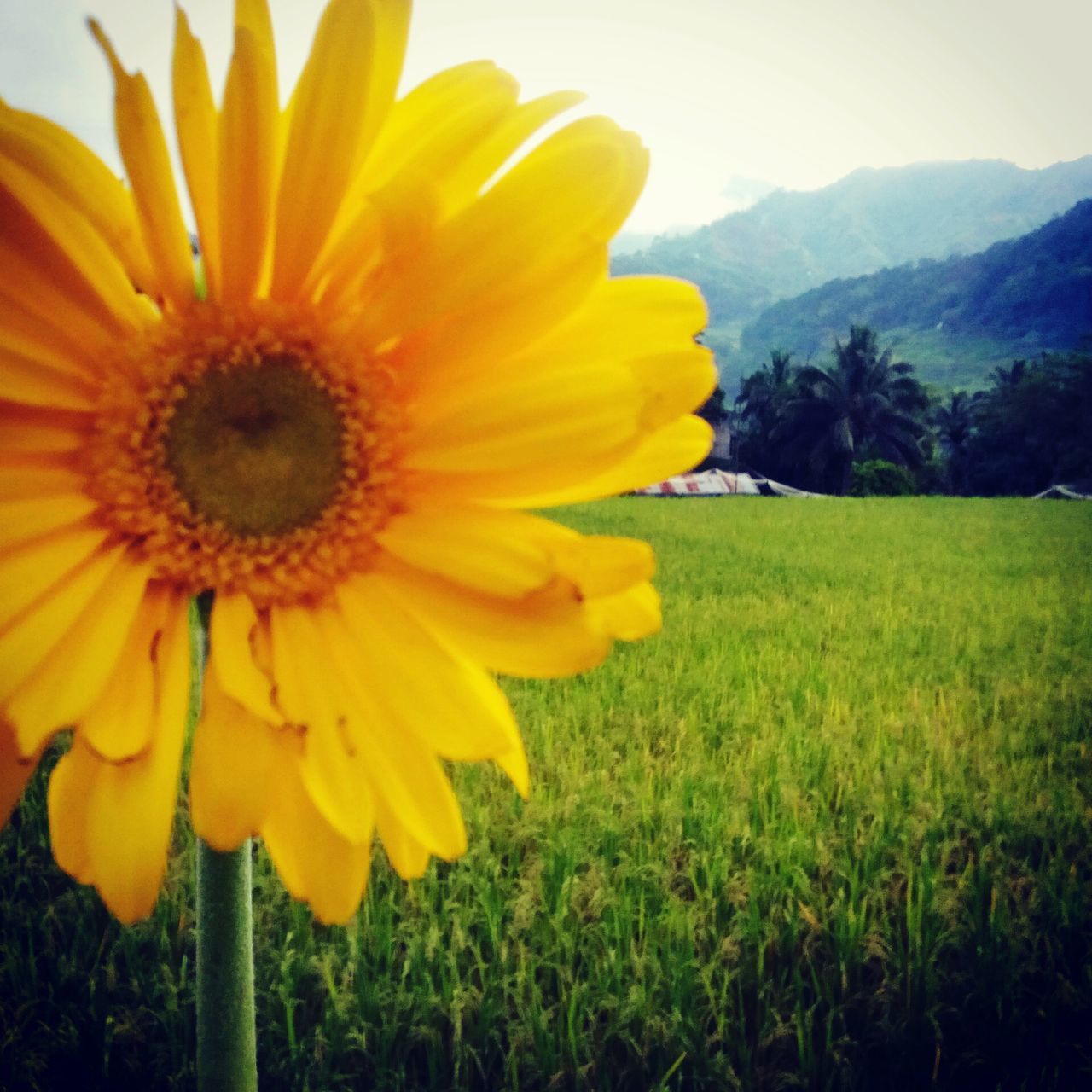 flower, yellow, petal, flower head, freshness, fragility, growth, beauty in nature, sunflower, blooming, plant, pollen, nature, close-up, field, single flower, focus on foreground, in bloom, no people, outdoors