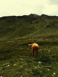 Sheep in a field