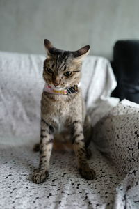 Cat sitting on bed at home