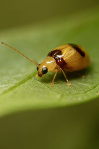 Close-up of insect on leaf