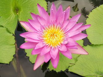 Close-up of pink water lily in pond