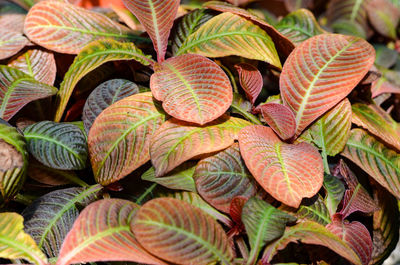 Full frame shot of leaves