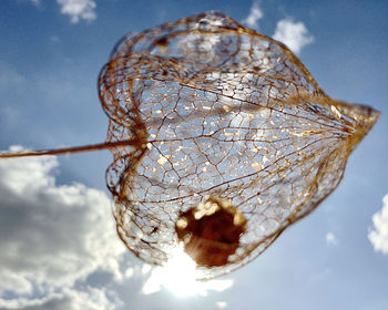 Close-up of dried plant against sky