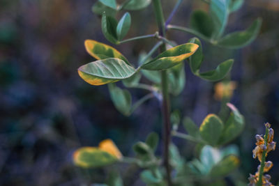 Close-up of flowering plant