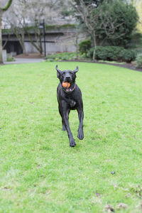 Dog on field