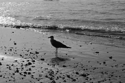 Seagull on beach