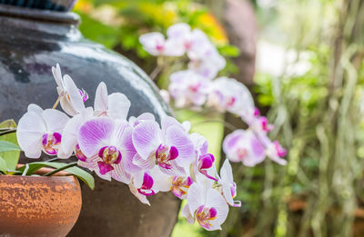 Close-up of pink orchid