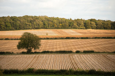 Scenic view of field against sky