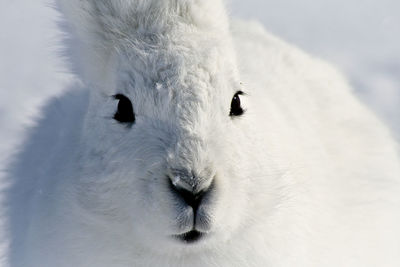 Close-up of portrait of white rabbit