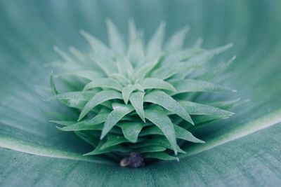 Close-up of green leaves