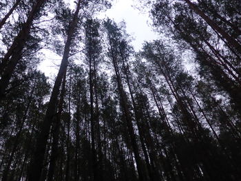 Low angle view of trees in forest