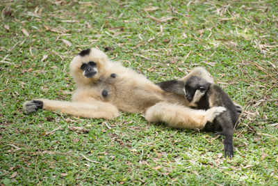 Close-up of monkey relaxing on grass