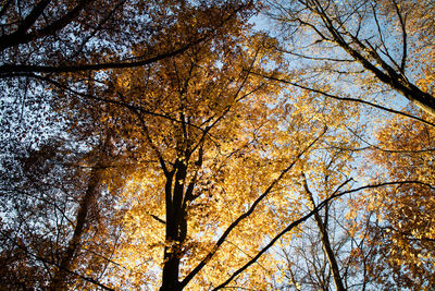 Low angle view of trees