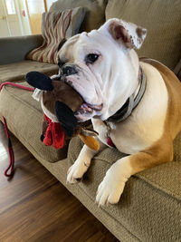 High angle view of dog lying on floor at home