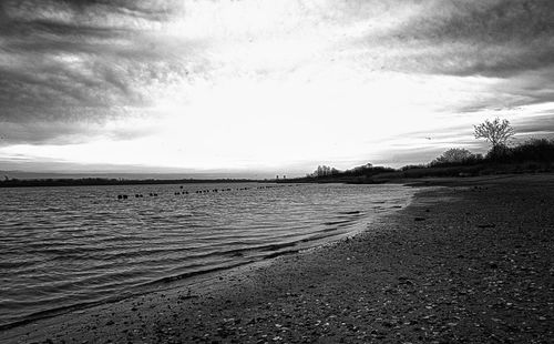 View of trees on shore