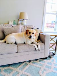 Portrait of dog resting on sofa at home