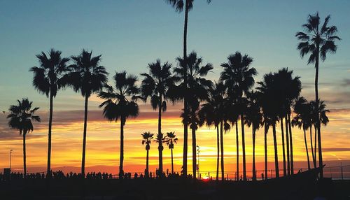 Silhouette palm trees on beach during sunset