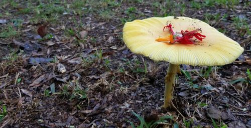 Close-up of mushrooms growing on field