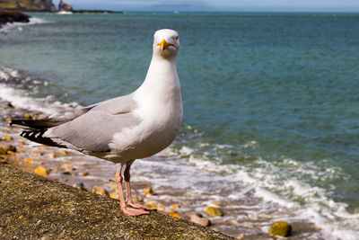 Seagull perching on shore