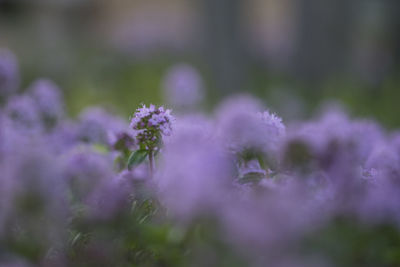 Close-up of flowers