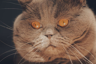 Close up portrait of scottisch cat with big orange eyes. fat cat face