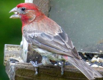 Close-up of bird