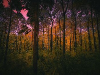 Trees in forest