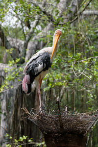 Bird perching on a tree