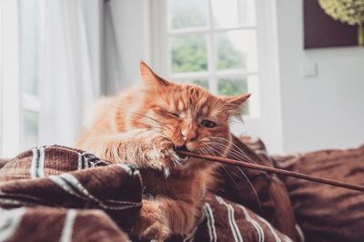 Close-up of cat on blanket