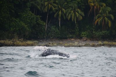 View of turtle in the sea